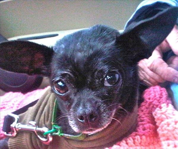 The ears have it again.  Photo courtesy of Escondido Humane Society.