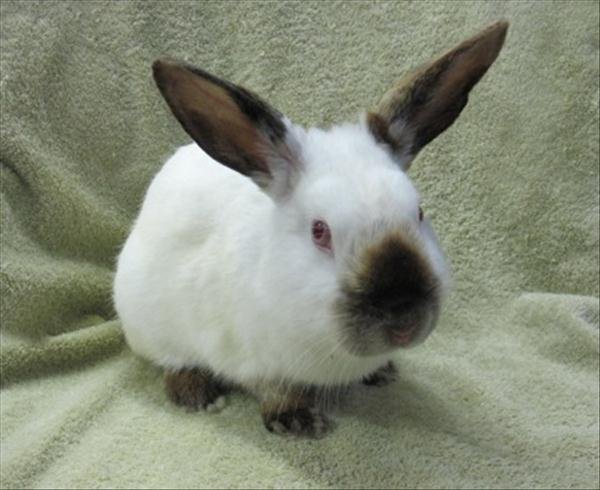 Escondido Humane Society has many, many cats and rabbits up for adoption.  Photo courtesy of Escondido Humane Society.
