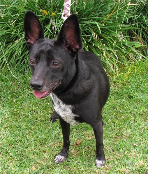 A dog with rabbit ears?  It's a Schipperke blend.  Photo courtesy of Escondido Humane Society.