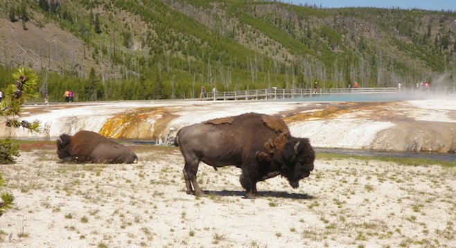 The park's ubiquitous bison. 
