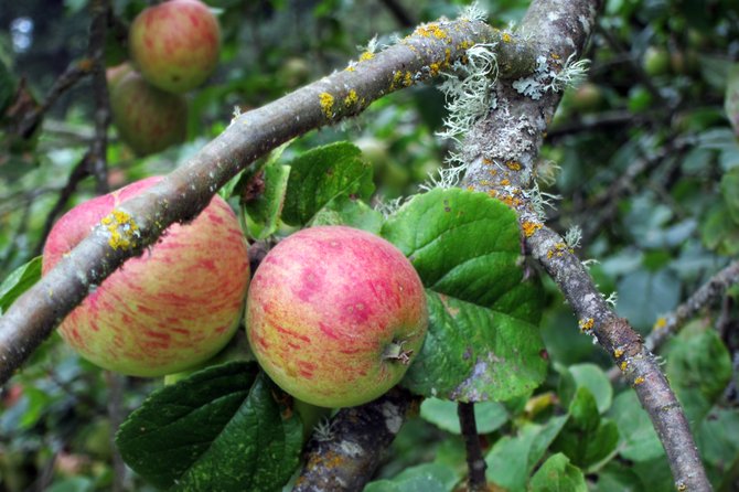 Apples grow wild along the river in Springfield, Oregon