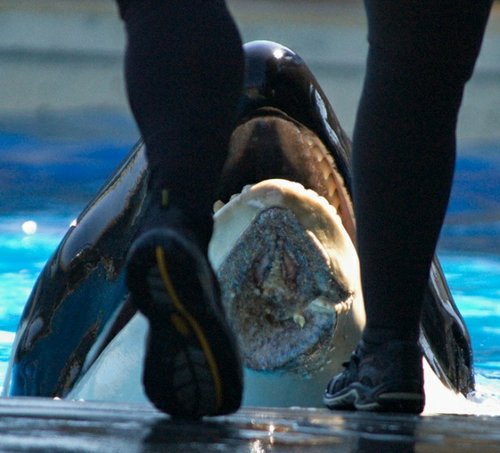 Recent photo of Nakai, from Ingrid Visser of Orca Research Trust. Puncture wounds below the main injury may indicate teeth marks from another whale.