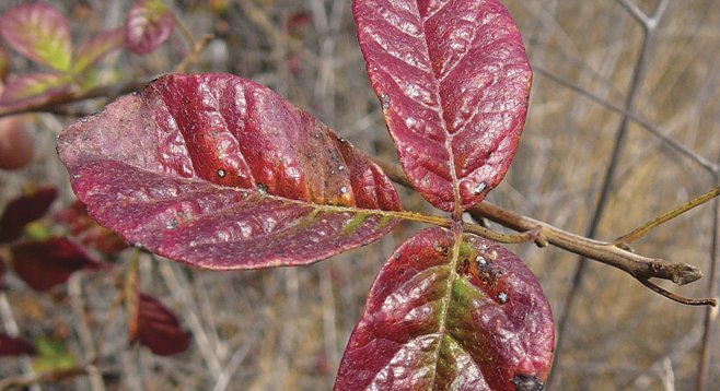 Watch out for poison oak, which in fall has reddish leaves. Leaves are in three — “leaves in three, let it be.”