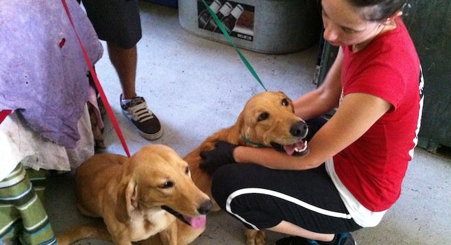 Katie greets two pups