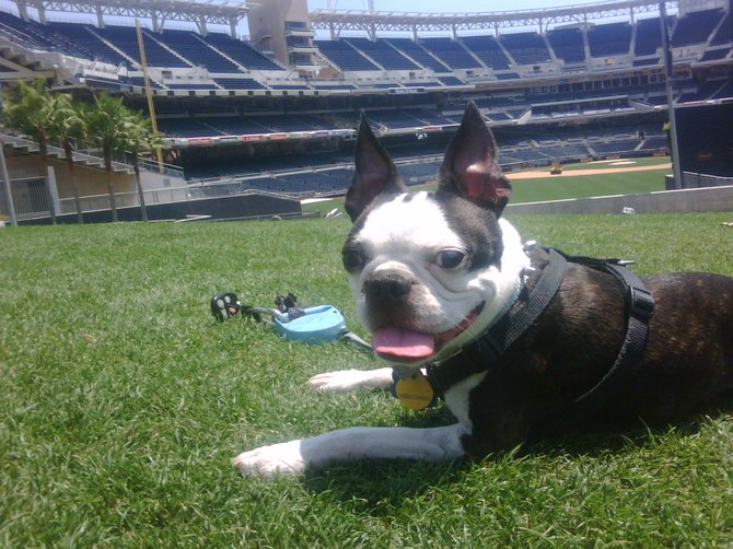 A dog day afternoon at Petco Park