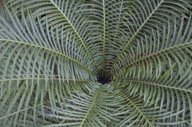 Plant Web
