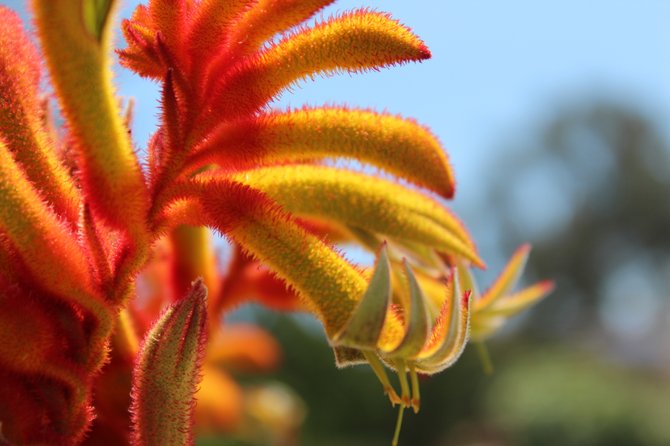 This is a picture I took of a kangaroo paw in my front yard. :)