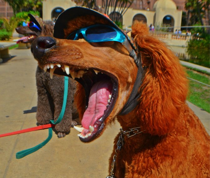 Dogs of Balboa Park, II
