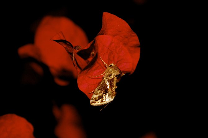 Moth resting on a Bougainvillea Plant in Kensington. 