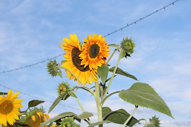 Sunflowers At Suzie's Farm
