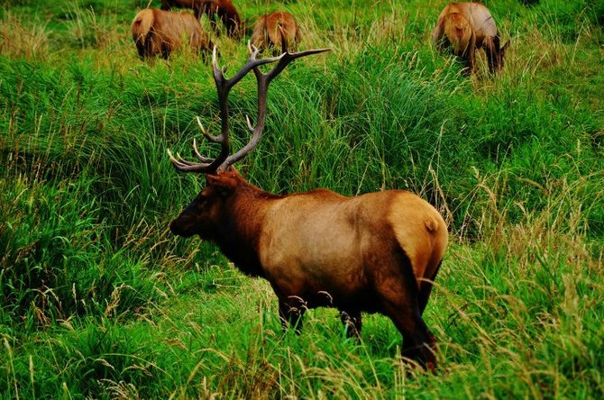 Elk Medows in Red Woods CA