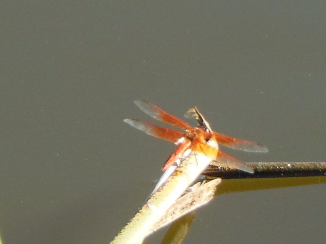 Dragonfly on a Limb (Morrison Pond - Bonita)