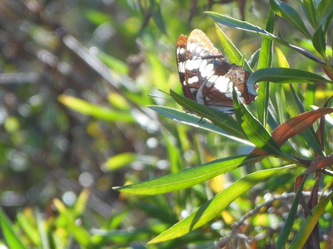 Two-Toned Butterfly (Bonita)
