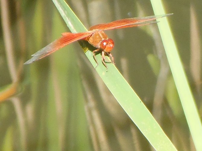 Dragonfly on a Plant's Limb Up Close (Morrison Pond - Bonita)
