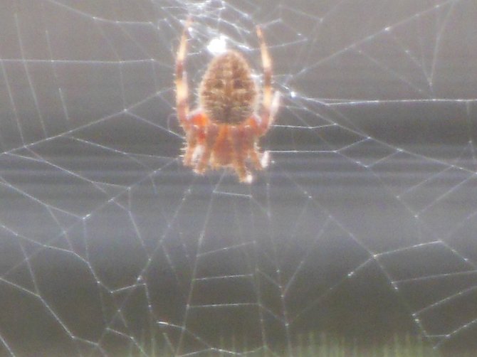 spider from my window at a second glance (Bonita)
