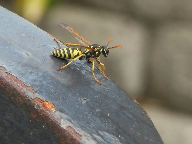Wasp about to Alight from my Weight Set (Bonita)