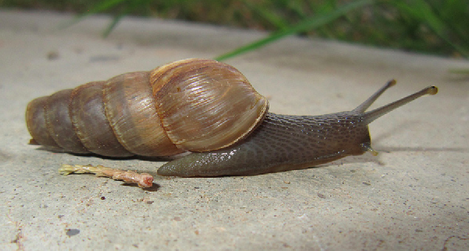 Decollate snail
