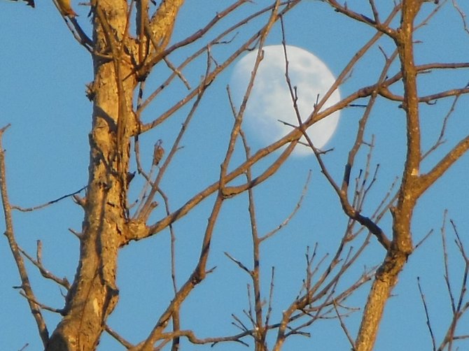 Daytime Moon through Branches (Bonita)
