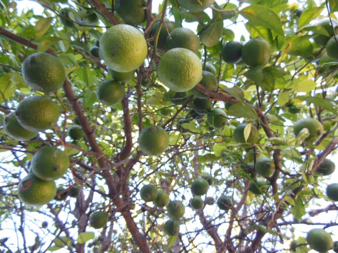 Under the Lemon Tree (Bonita)