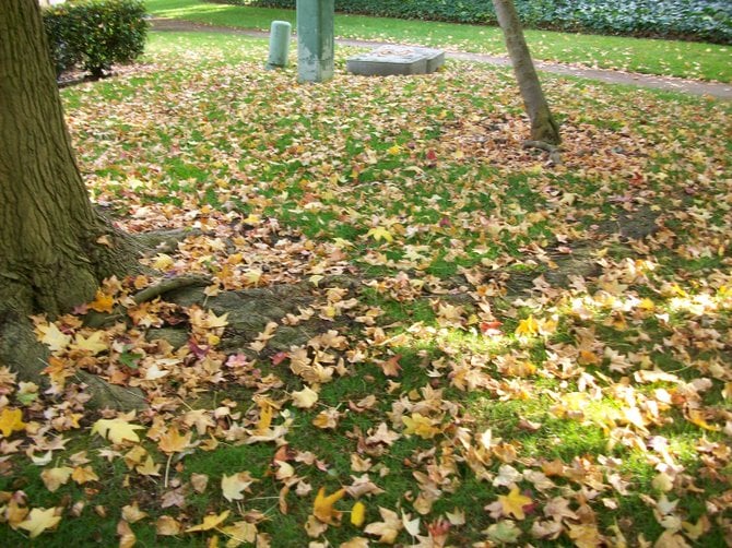 Fall leaves cover the lawns and sidewalks in the Midway District.