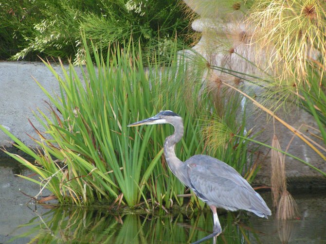 The Birds Of San Diego
Taken at Balboa Park
