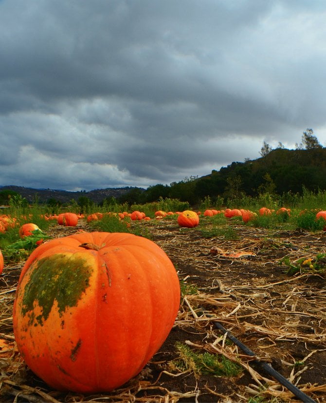 Storm's A Comin. Bate's Nut Farm. Valley Center.