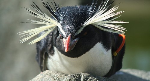 Up close with a Rockhopper penguin in the Falkland Islands, 290 miles off the coast of Argentina. 