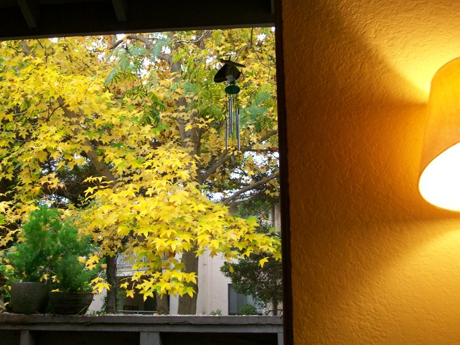 Tree leaves outside living room window turning colors for Fall.