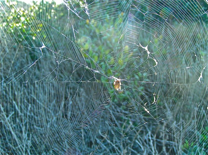 spiders web  Clairmont