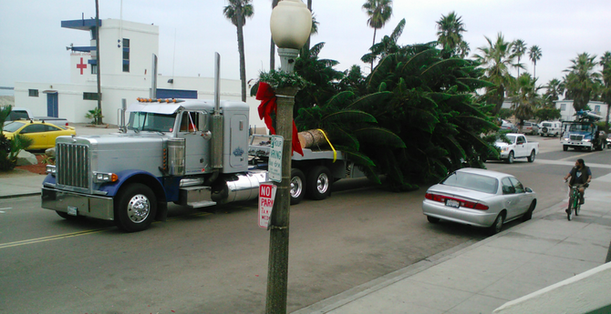 The 2012 O.B. Christmas tree arrives