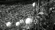 photo thumbnail