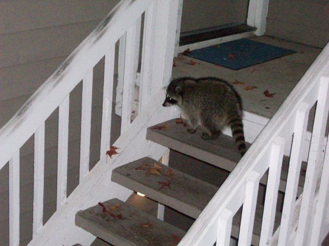 A little late to be trick or treating here, Mr. Raccoon..in Ocean Beach.
