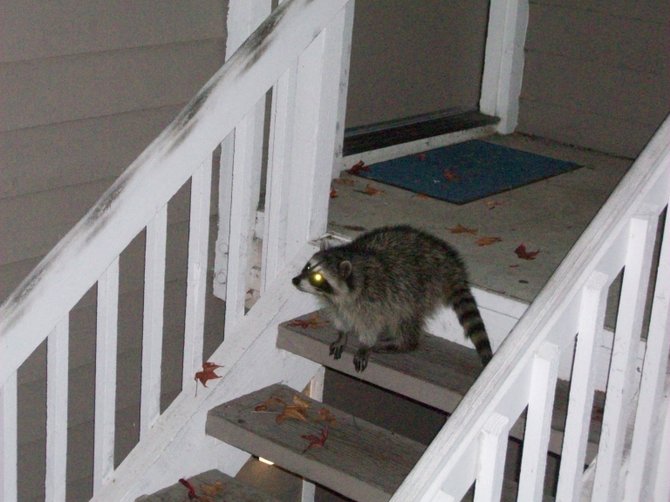 That's one well-fed raccoon, thanks to my generous cat, Blackie, who likes to share...in Ocean Beach.