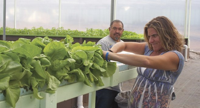 Candace Konoski of Vista cuts heads of lettuce at the Solutions Farms aquaponics facility in Vista.