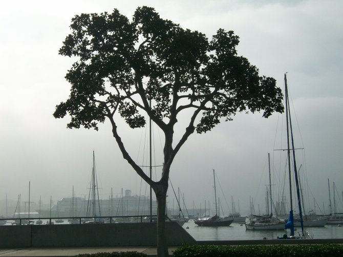 Along San Diego Bay downtown.