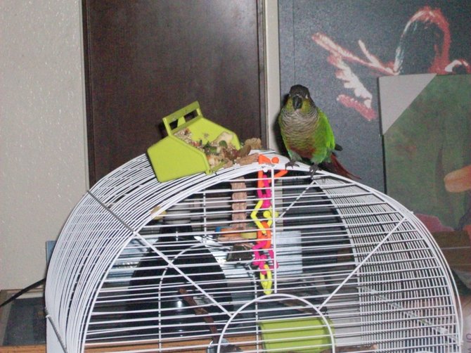 My conure bird, Sonny, in Ocean Beach.