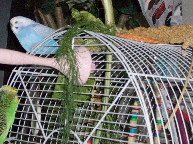 My two parakeet girls, Lavender and Bridget, hang out in Ocean Beach.