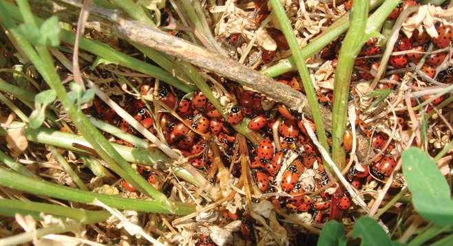 Dozens of lady bugs cluster in a patch of bunch grass alongside the trail.