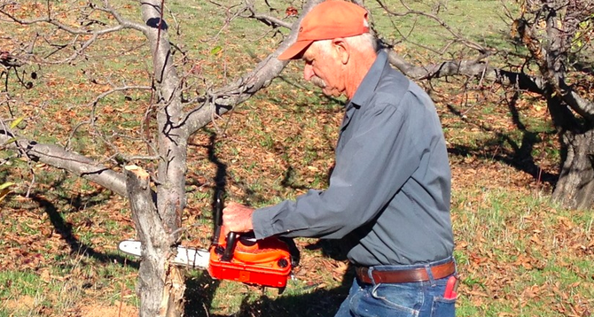 Ray Meyer recommends a 12-inch chainsaw for cutting apple-tree branches