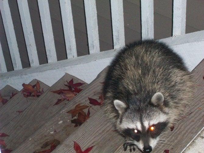 Hungry and fearless visitor looking for some handouts in Ocean Beach.