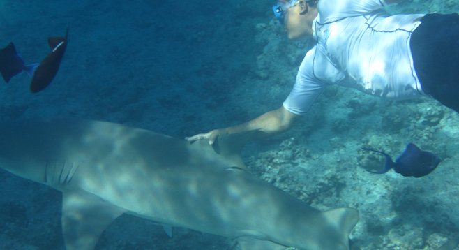 More than just perfect beaches: get up close with marine life (like this lemon shark) off the island of Bora Bora.