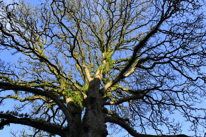 Ireland tree with moss