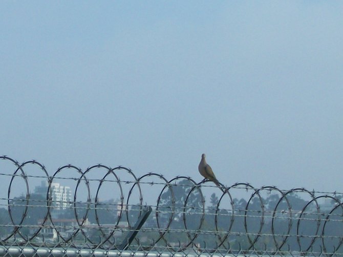 Mourning dove bird along fence along San Diego International Airport dwontown.