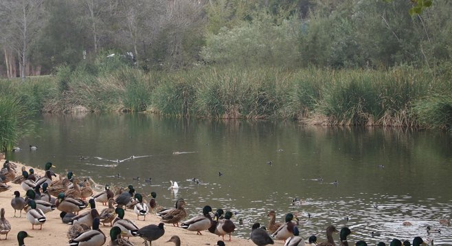  Hundreds of waterfowl, mostly mallards and coots, wait for a handout at the duck pond near the trailhead.