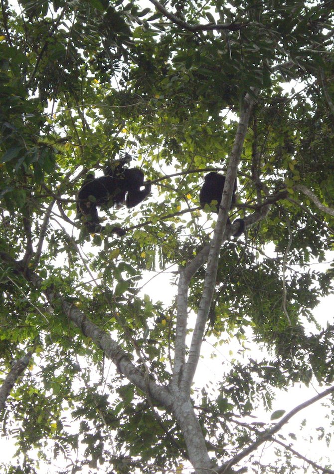 Found in the rainforests of the Americas, black howler monkeys can be heard over two miles away.