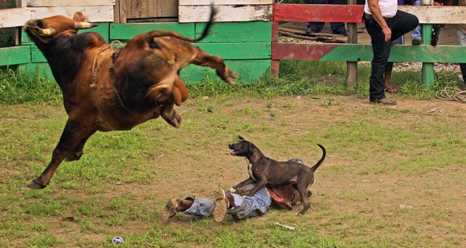 Costa Rican Bullfight