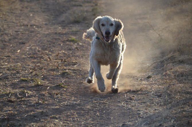 Dog on the run, in a rural neighborhood.