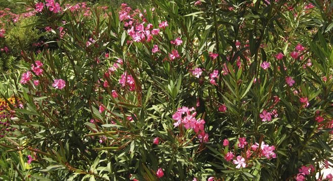 Oleander bush