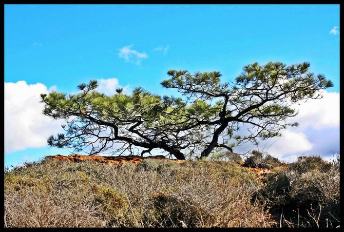 Torrey Pine Beauty. Torrey Pines State Park.
