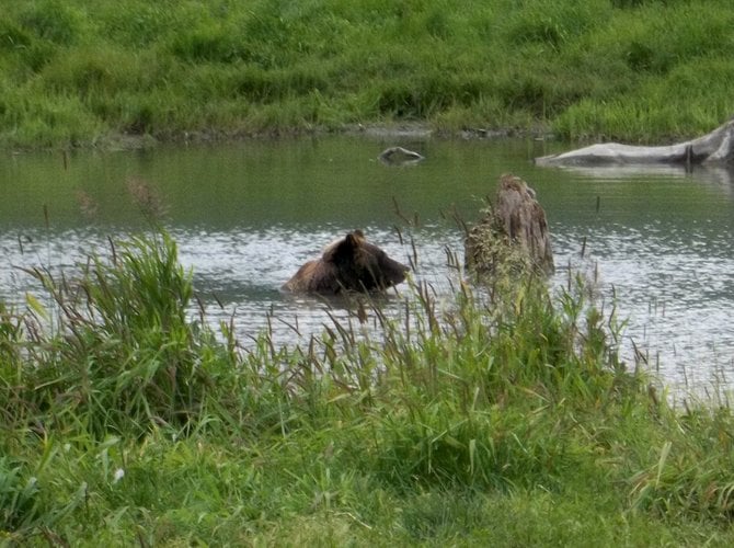 Grizzly taking a swim near the Turnagain Arm, Alaska